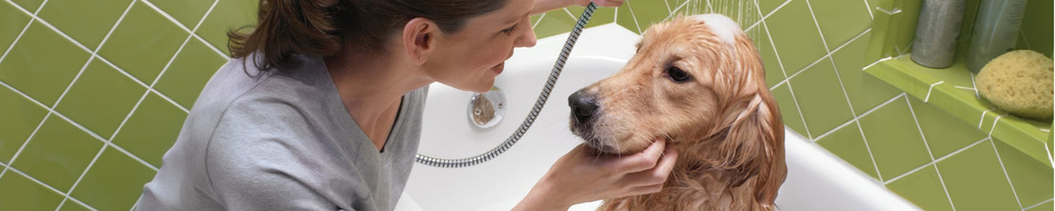 Woman washing golden retriever dog  i bathtub